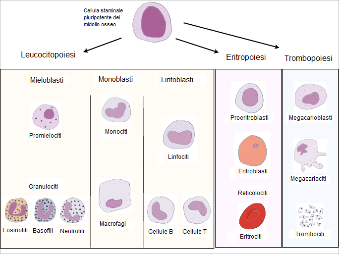 Ematologia